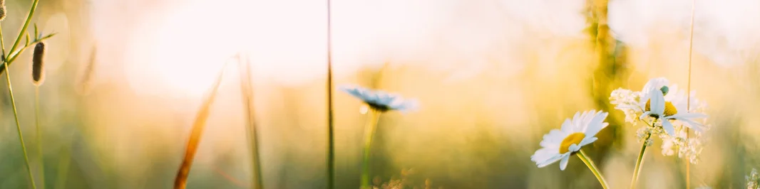 Stages d'été inclusifs enfants atypiques