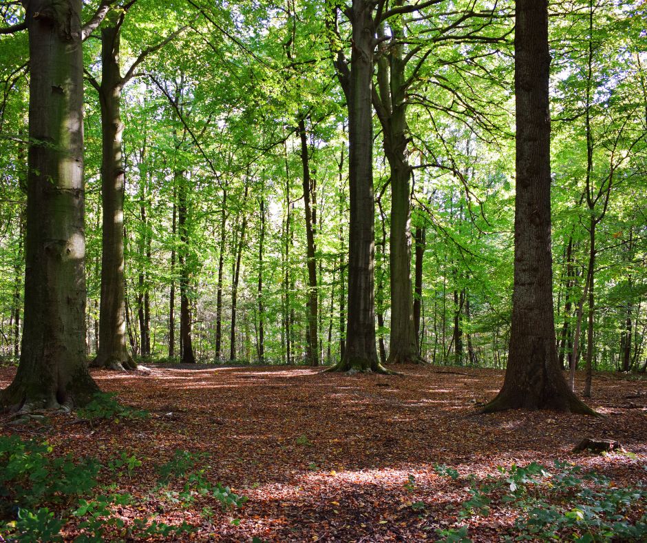 Rando-Yoga à la découverte des arbres de la forêt de Soignies