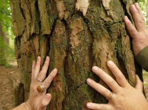 Bain de forêt inclusif, adaptés