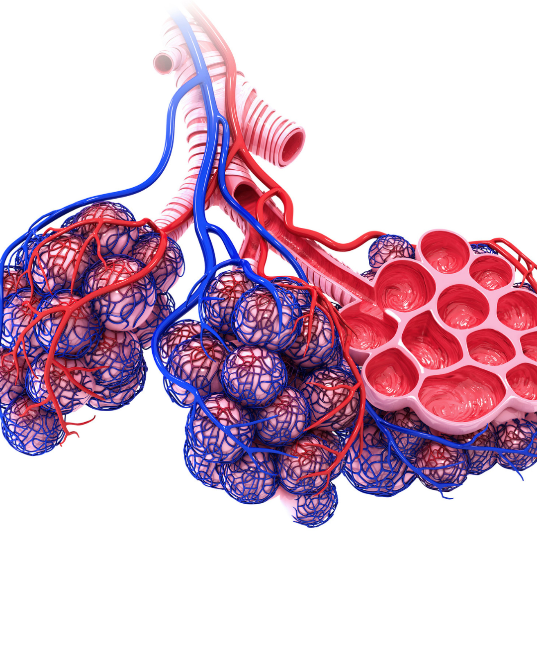 Prévenir Les Risques De Thrombose Veineuse