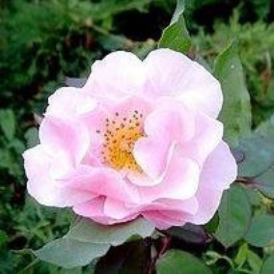 Association Eglantine (France)
